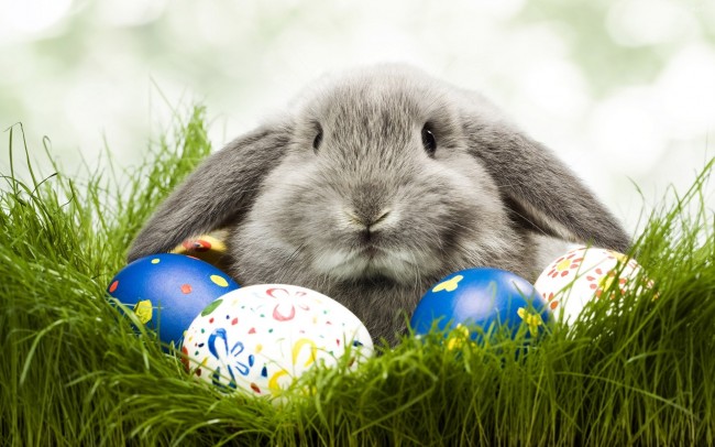 Los niños preguntan:¿Qué relación tiene el conejo y el huevo de Pascua?