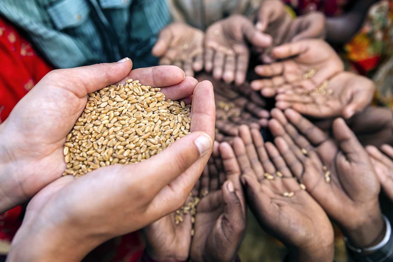 Iglesia: COVID-19, crisis alimentaria y ecología integral