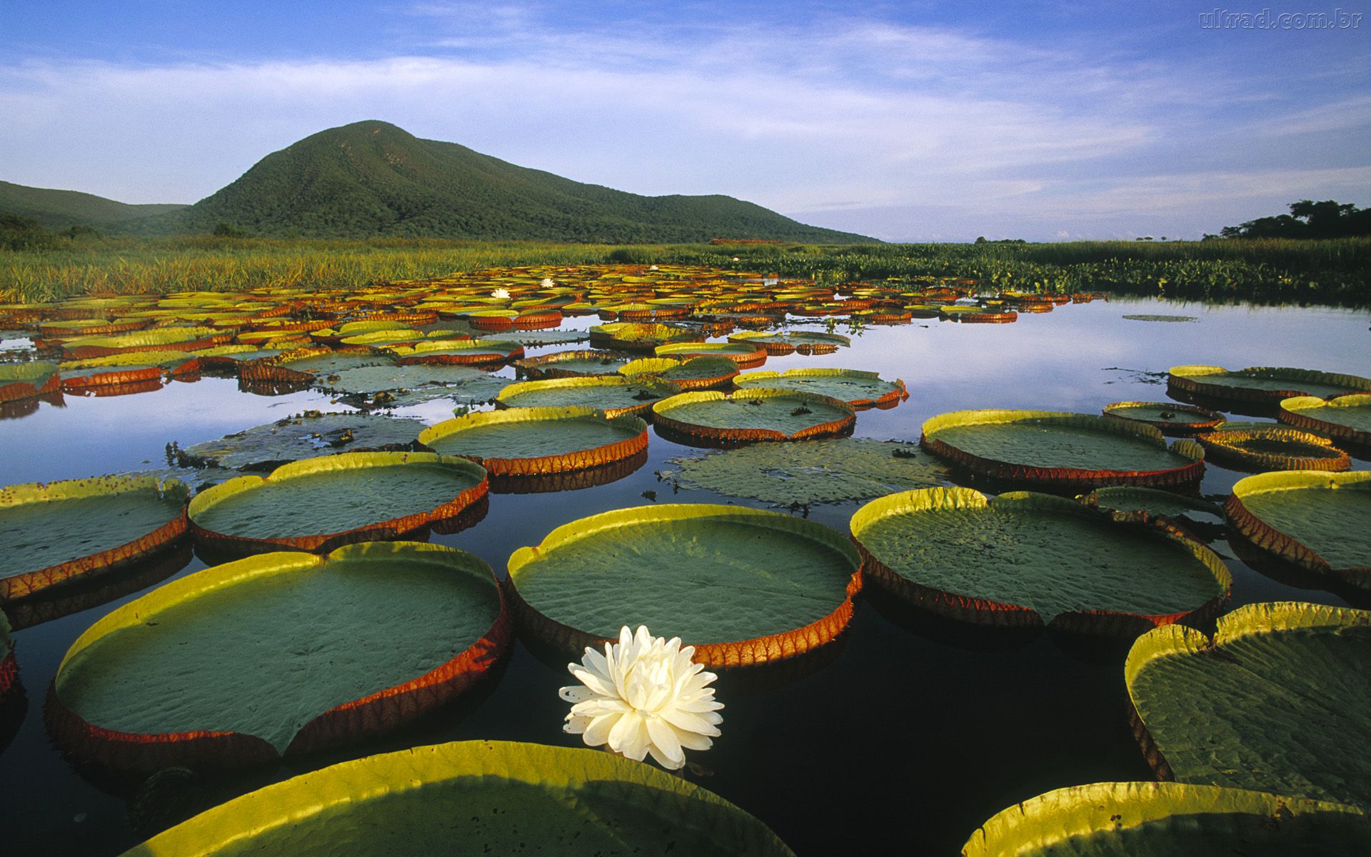 Modelos sostenibles para el Amazonas, vitales para el planeta